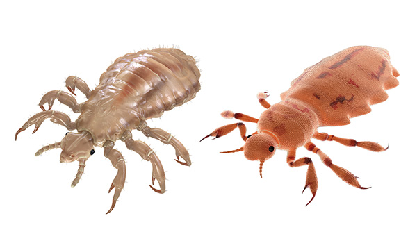 Hoofdluizen: grijsblauwe en roodbruine luis