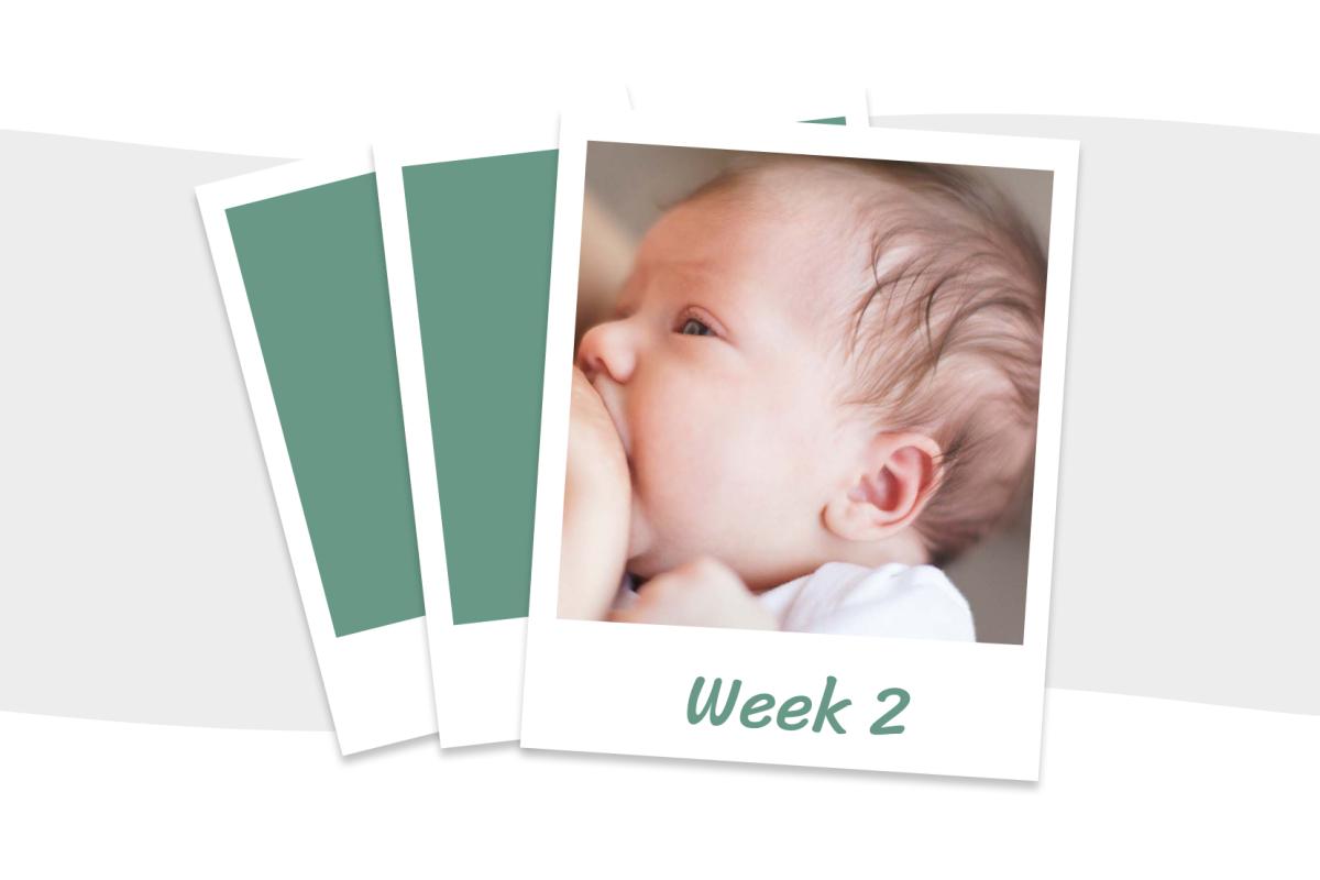 Week 2 van je baby: wat kun je verwachten?