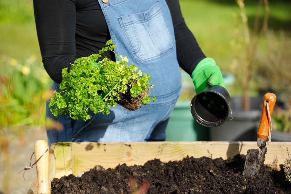 Mag ik nog in de tuin werken tijdens mijn zwangerschap?