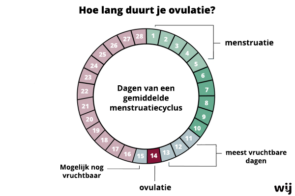 ovulatie-cyclus-overzicht