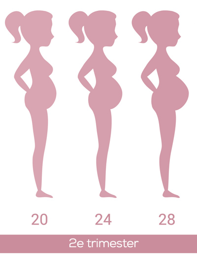 Groei zwangere buik vanaf 20 weken