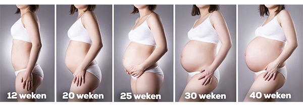 Groei zwangere buik vanaf 12 weken tot bevalling