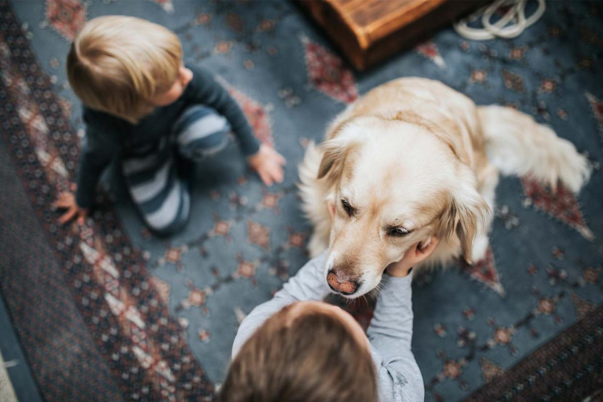 Je gezin uitbreiden met een hond: yay or nay?