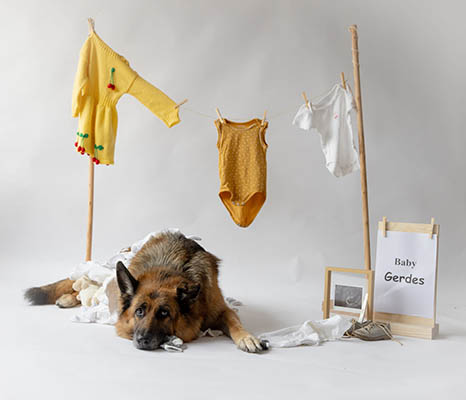 hond-zwangerschapsaankondiging