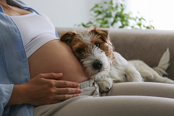 Je huisdier voorbereiden op de komst van je baby