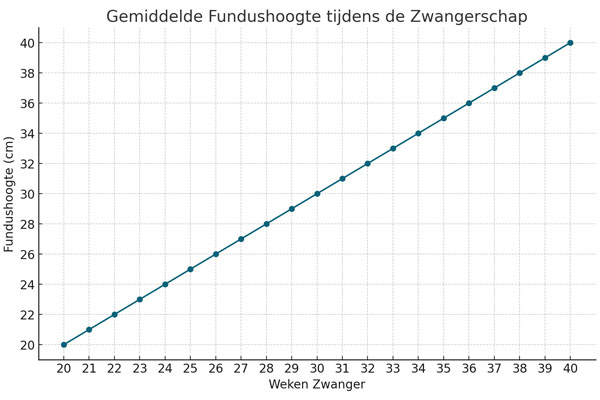 fundushoogte-tijdens-zwangerschap