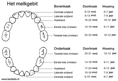 Schema doorkomende tandjes van het melkgebit Schema doorkomende tandjes van het melkgebit