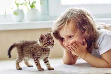 Je kind wil een kat: alles wat je vooraf moet weten